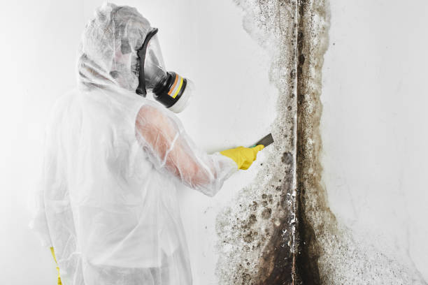 Mold Testing and Removal in Cornish, ME