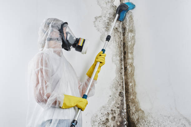 Best Toxic Mold Removal  in Cornish, ME