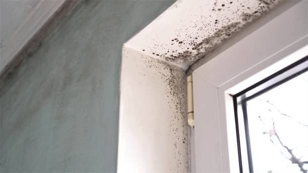 Best Mold Damage Repair  in Cornish, ME