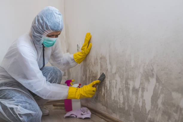 Best Certified Mold Removal  in Cornish, ME