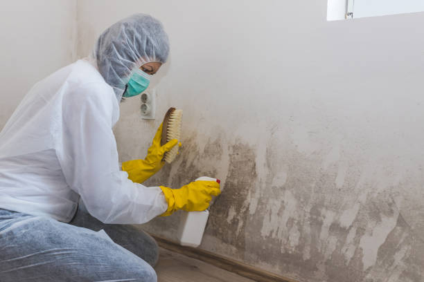 Best Fast Mold Removal  in Cornish, ME