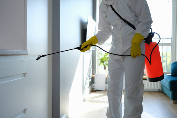 Best Mold Removal Specialists  in Cornish, ME