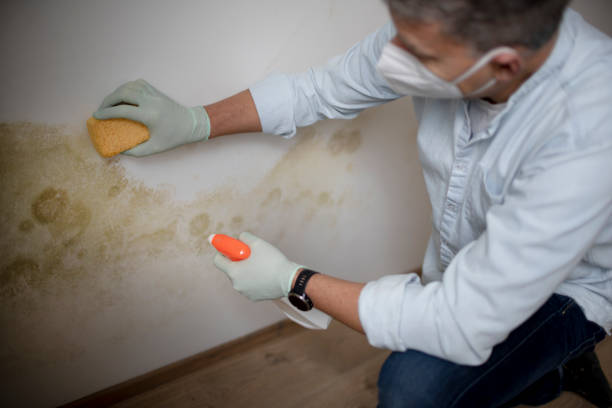 Best Residential Mold Removal  in Cornish, ME