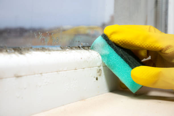 Best Affordable Mold Removal  in Cornish, ME