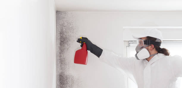 Best Professional Mold Removal  in Cornish, ME