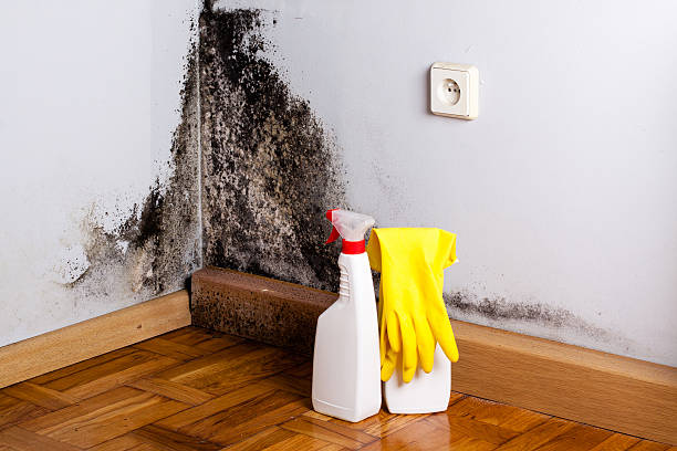 Best Local Mold Removal Service  in Cornish, ME
