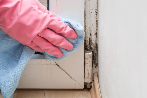 Best Mold Cleaning Services  in Cornish, ME