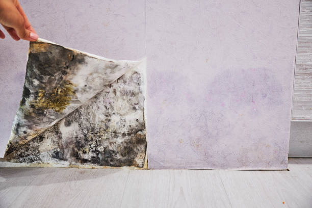 Best Mold Testing  in Cornish, ME